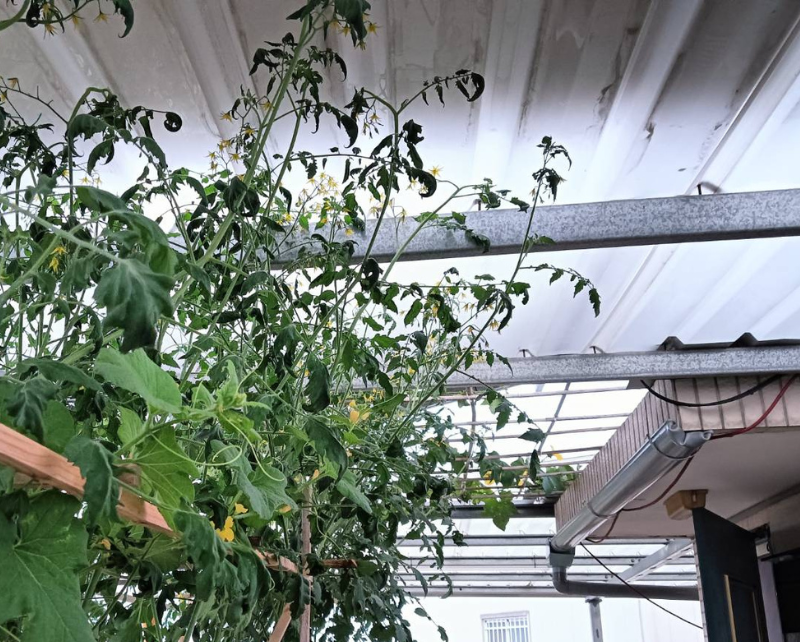 SIMPLE GREENHOUSE IN TAINAN CITY, TAIWAN