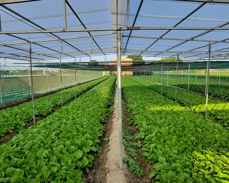 Polycarbonate Corrugated Sheets for Asian Vegetable Grower Polycarbonate Corrugated Sheets for Asian Vegetable Grower