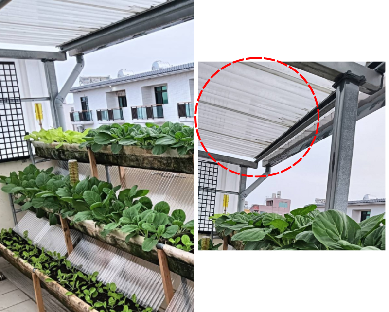 Polycarbonate sheets used in Tainan DIY greenhouse boost plant growth Polycarbonate sheets used in Tainan DIY greenhouse boost plant growth