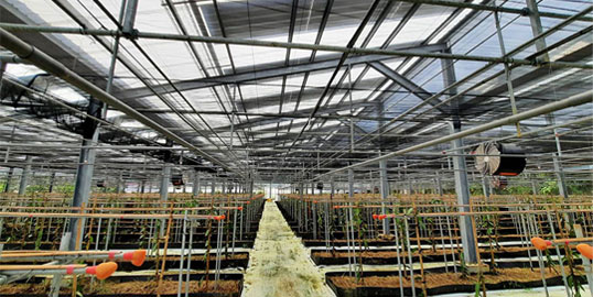 Solar Greenhouse – Taoyuan Vanilla Cultivation