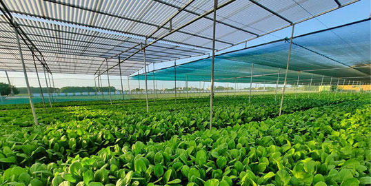 Yunlin Vegetable Farming Area